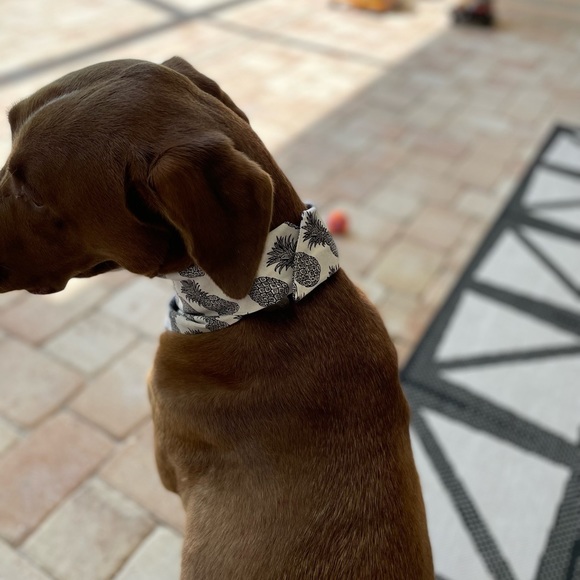 Handmade Dog Bandana with Velcro strap - Picture 6 of 12